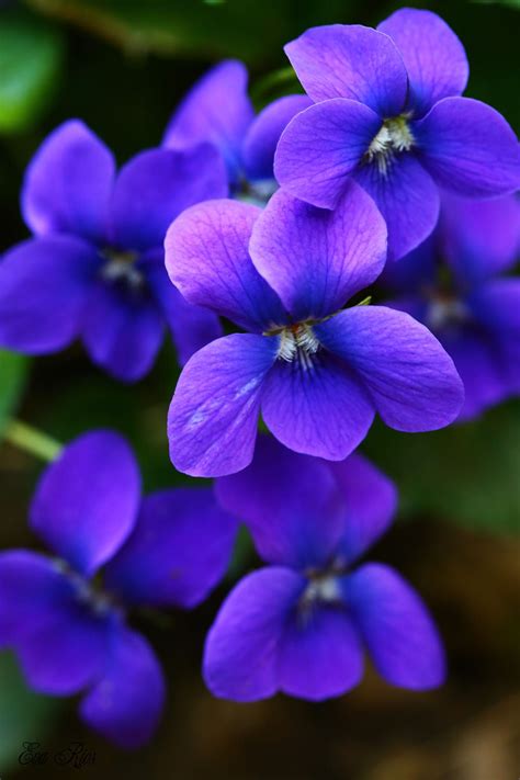 pics of violet flowers|More.